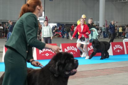 19 edición de Fimascota.