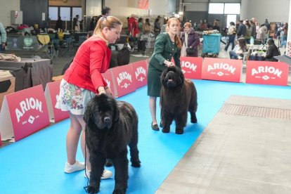 19 edición de Fimascota.