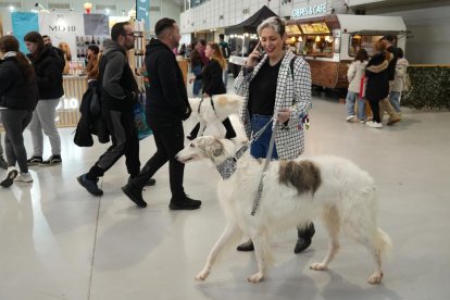 19 edición de Fimascota.