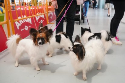 19 edición de Fimascota.
