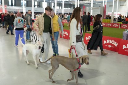 19 edición de Fimascota.