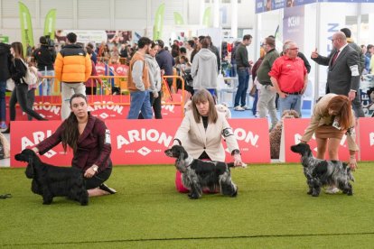19 edición de Fimascota.