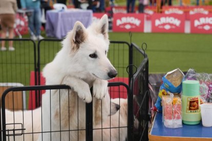 19 edición de Fimascota.