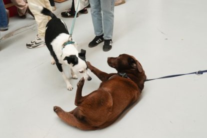 19 edición de Fimascota.