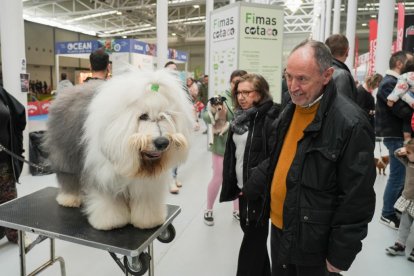 19 edición de Fimascota.