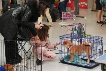 19 edición de Fimascota.