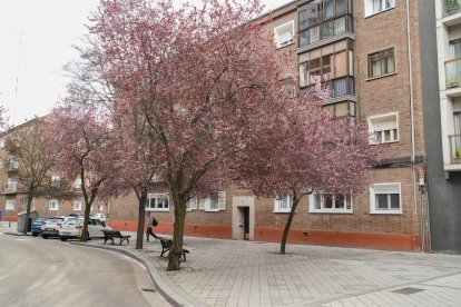 Los almendros en flor en la calle Magallanes de Valladolid.