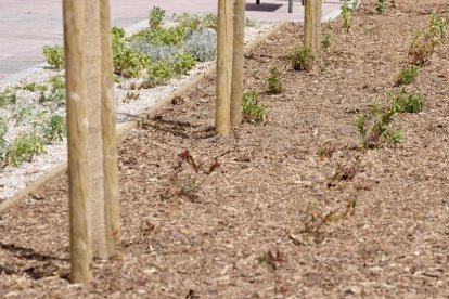 Árboles con el nuevo sistema en la calle Mieses de Valladolid