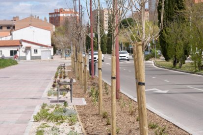 Árboles con el nuevo sistema en la calle Mieses de Valladolid