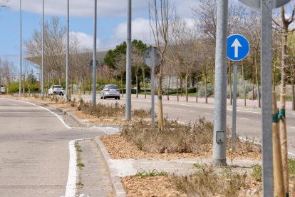 Nuevos árboles en la mediana de la Avenida Del Real Valladolid.