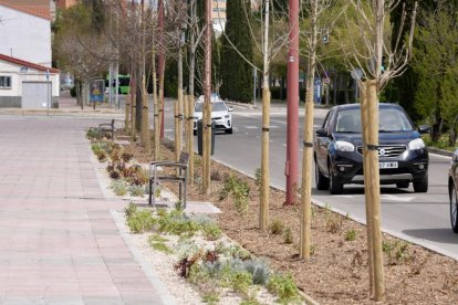 Árboles con el nuevo sistema en la calle Mieses de Valladolid.