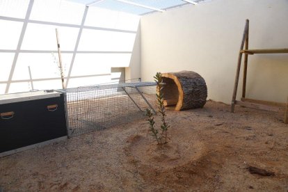 El lince pasa la cuarentena en Valladolid.