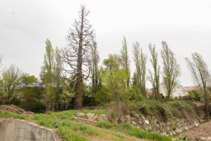La centenaria Secuoya de la Overuela seca en el barrio de la Overuela de Valladolid