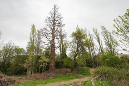 La centenaria Secuoya de la Overuela seca en el barrio de la Overuela de Valladolid