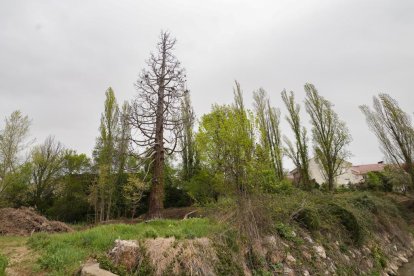 La centenaria Secuoya de la Overuela seca junto a la plaza de Alfonso X en el barrio de la Overuela de Valladolid