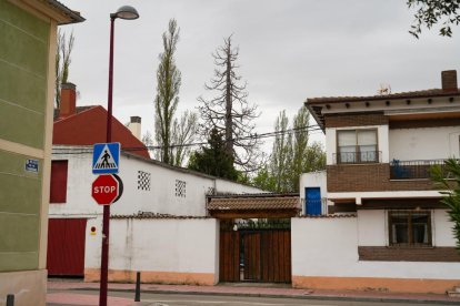 La centenaria Secuoya de la Overuela seca junto a la plaza de Alfonso X en el barrio de la Overuela de Valladolid