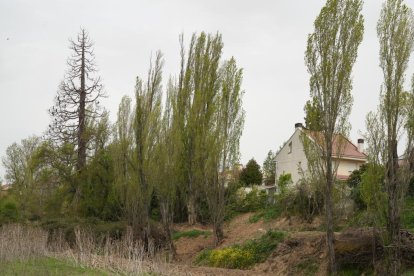 Secuoya gigante seca junto a la plaza Alfonso X en el barrio de La Overuela en Valladolid