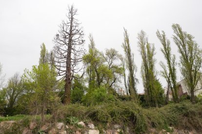 La centenaria Secuoya de la Overuela seca en el barrio de la Overuela de Valladolid