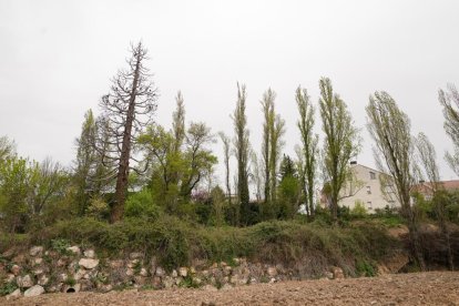 La centenaria Secuoya de la Overuela seca en el barrio de la Overuela de Valladolid
