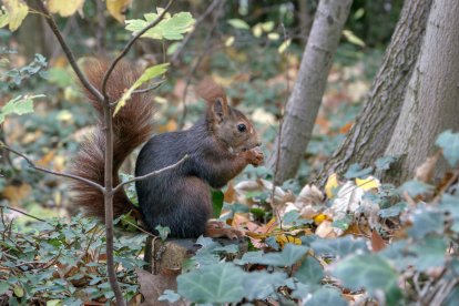 Las ardillas son uno de los habitantes más sorprendentes del Campo Grande y añaden un toque de naturaleza salvaje al paseo