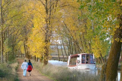 El camino de sirga permite recorrer a pie el Canal de Castilla mientras pasa la embarcación turística