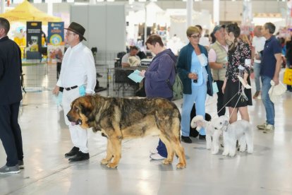 Exposición Canina Internacional de Valladolid