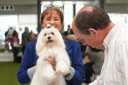 Exposición Canina Internacional de Valladolid