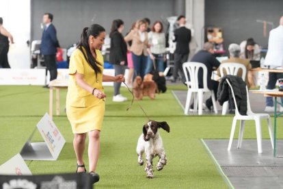 Exposición Canina Internacional de Valladolid