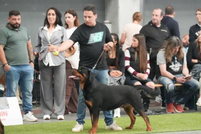 Exposición Canina Internacional de Valladolid