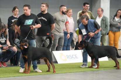 Exposición Canina Internacional de Valladolid