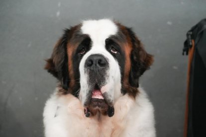 Exposición Canina Internacional de Valladolid