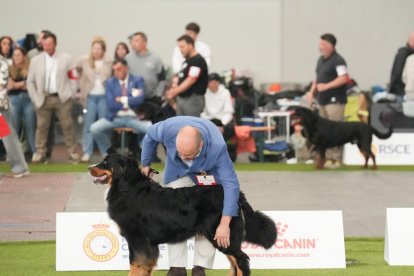 Exposición Canina Internacional de Valladolid