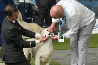 Exposición Canina Internacional de Valladolid