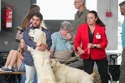 Exposición Canina Internacional de Valladolid