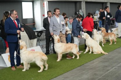 Exposición Canina Internacional de Valladolid