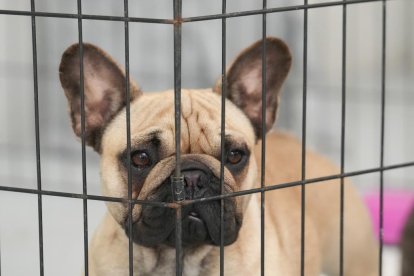 Exposición Canina Internacional de Valladolid