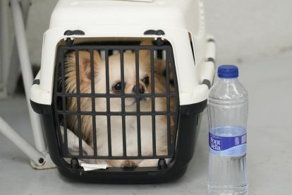 Exposición Canina Internacional de Valladolid