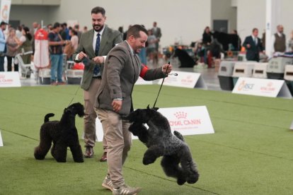 Exposición Canina Internacional de Valladolid
