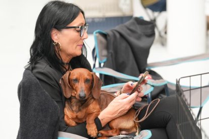 Exposición Canina Internacional de Valladolid