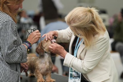 Exposición Canina Internacional de Valladolid