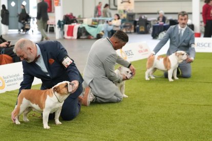 Exposición Canina Internacional de Valladolid
