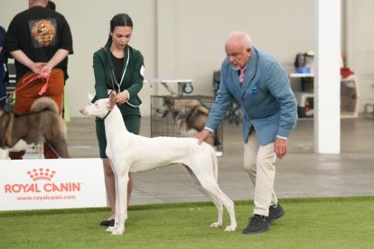 Exposición Canina Internacional de Valladolid