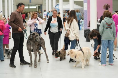 Exposición Canina Internacional de Valladolid