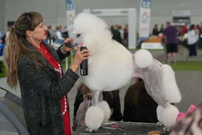 Exposición Canina Internacional de Valladolid