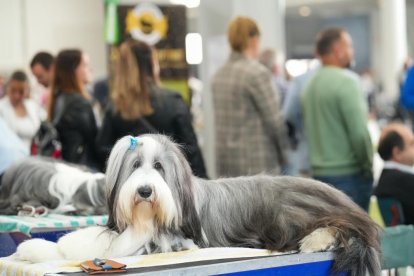 Exposición Canina Internacional de Valladolid