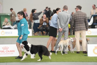 Exposición Canina Internacional de Valladolid
