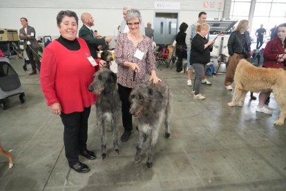 Exposición Canina Internacional de Valladolid