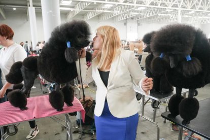 Exposición Canina Internacional de Valladolid