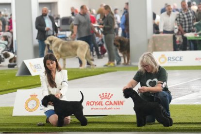 Exposición Canina Internacional de Valladolid