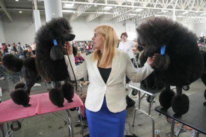 Exposición Canina Internacional de Valladolid